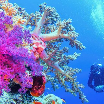 Snorkeling & Sea Trips