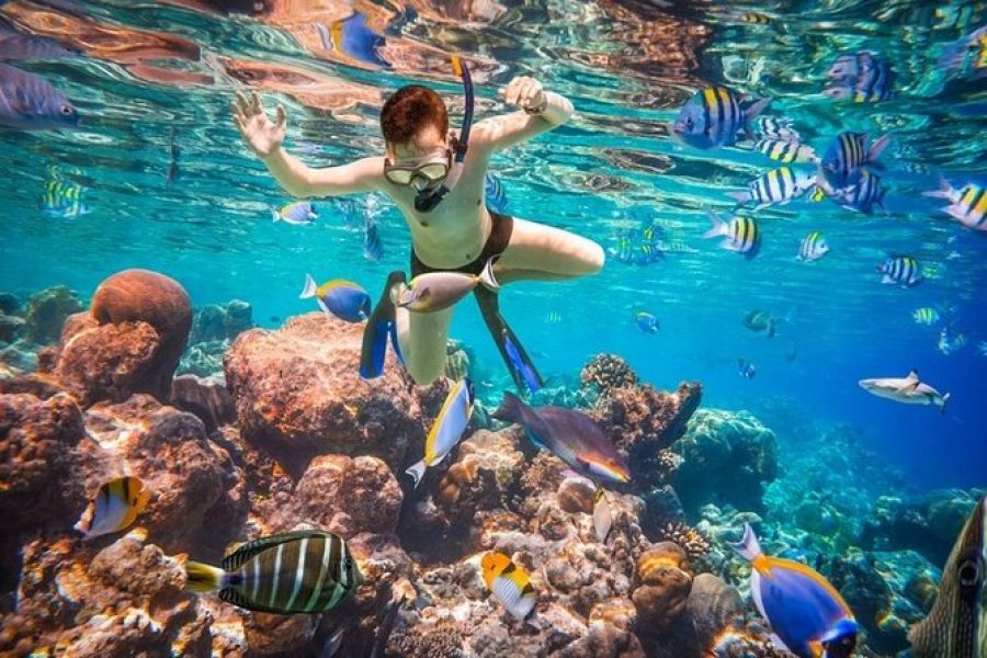 Ras Mohamed & White Island Yacht Snorkel Trip