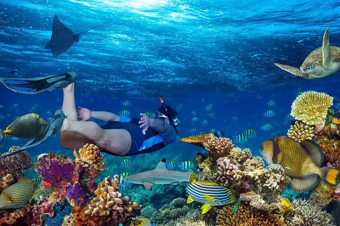 Tiran Island Full day By Boat