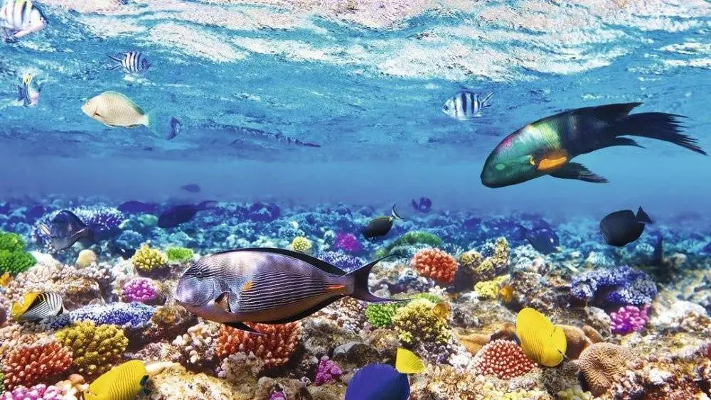 Ras Mohammed Park and Magic Lake by bus