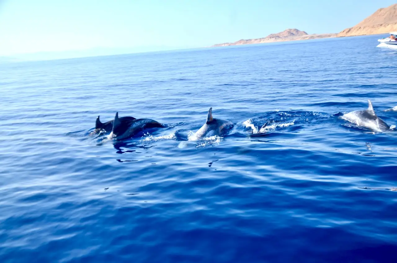 Tiran Island Full day By Boat