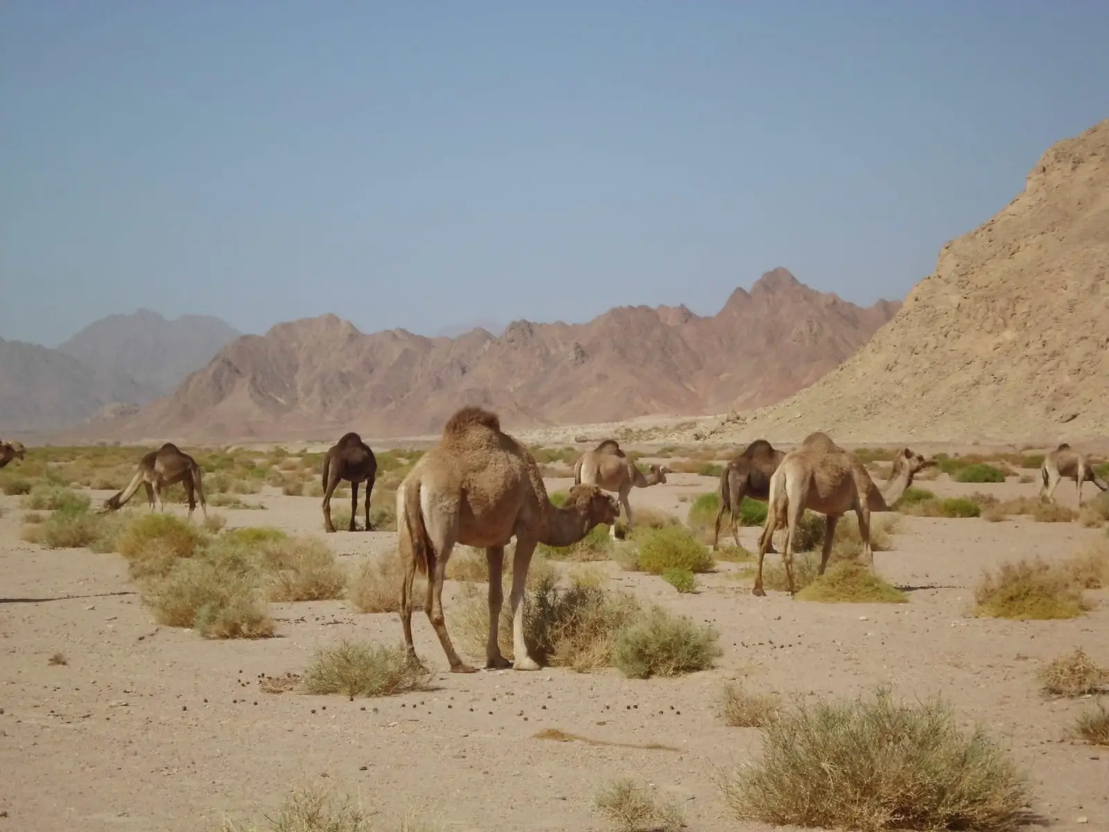 Ras Mohammed Park and Magic Lake by bus