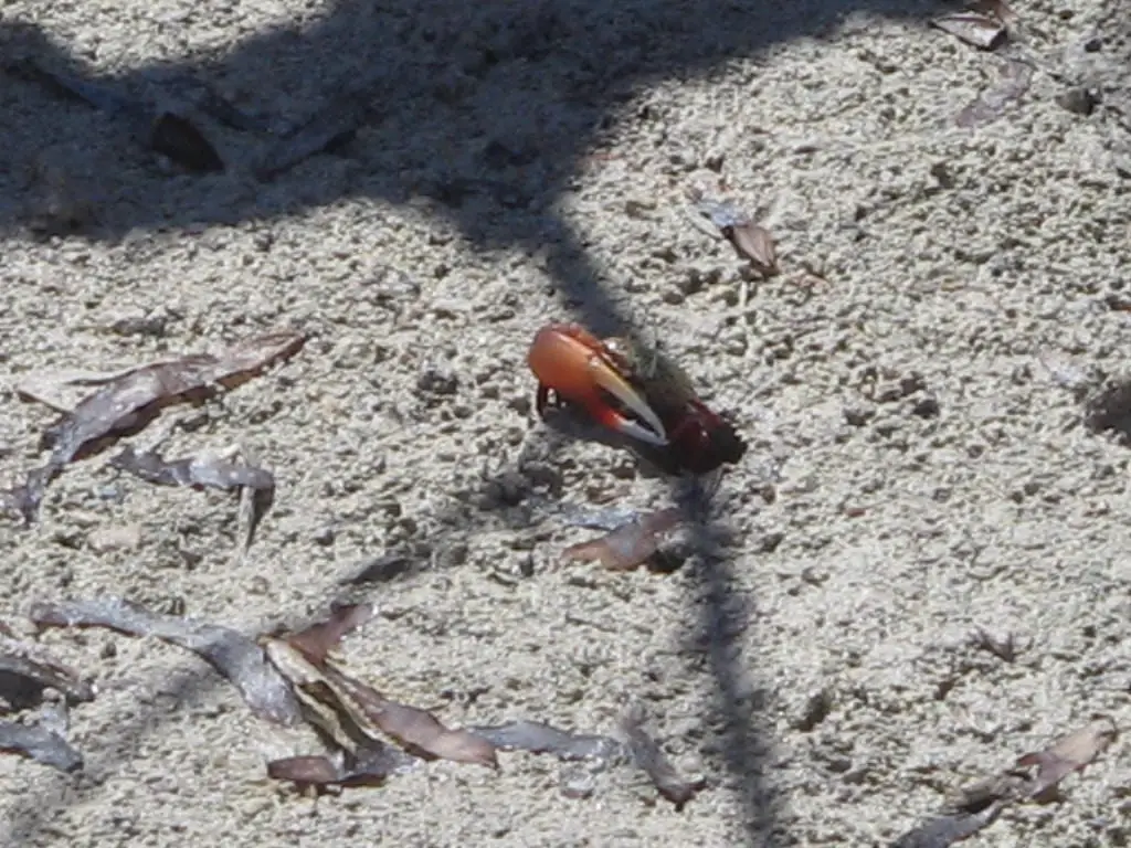 Ras Mohammed Park and Magic Lake by bus