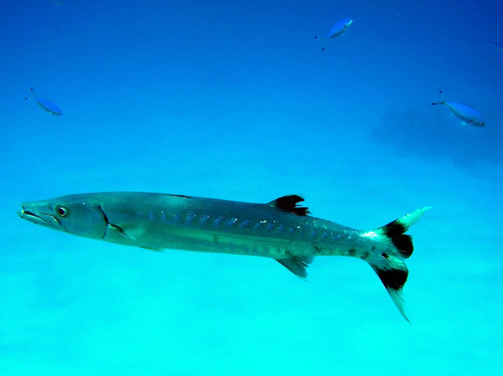 Ras Mohammed Park and Magic Lake by bus