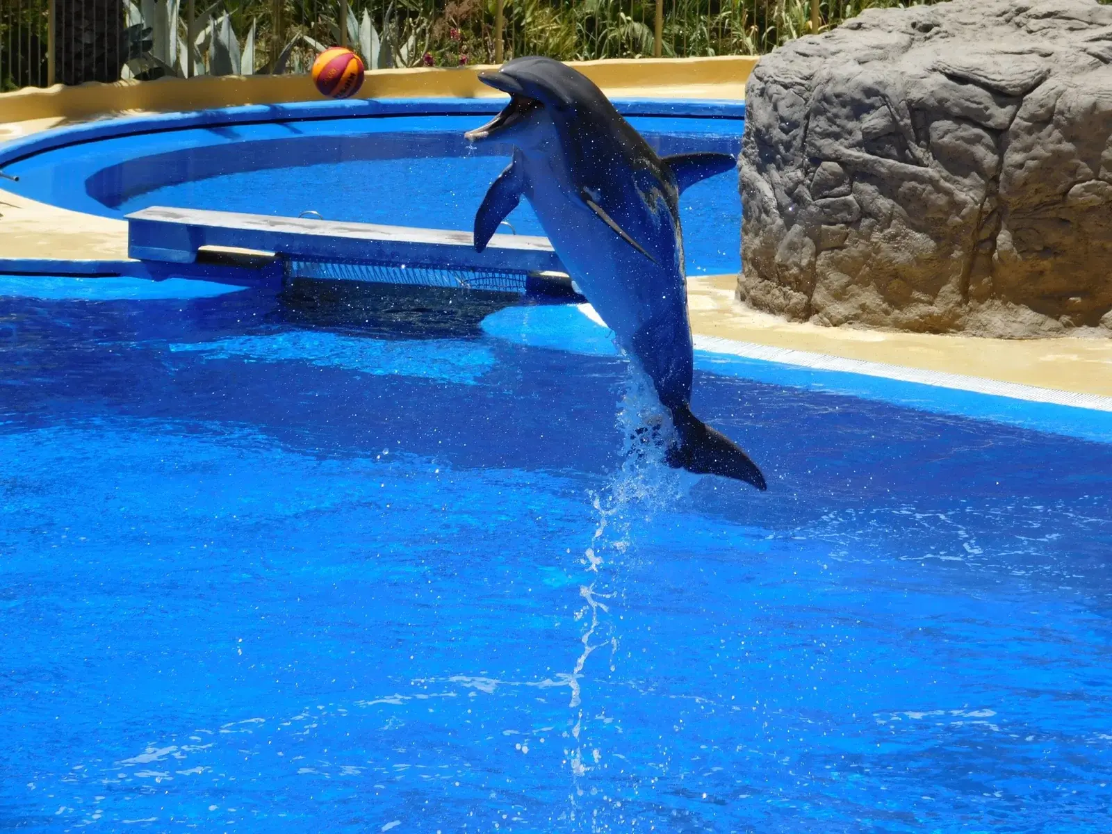 Sharm El Sheikh Dolphin Show – Fun & Family Experience