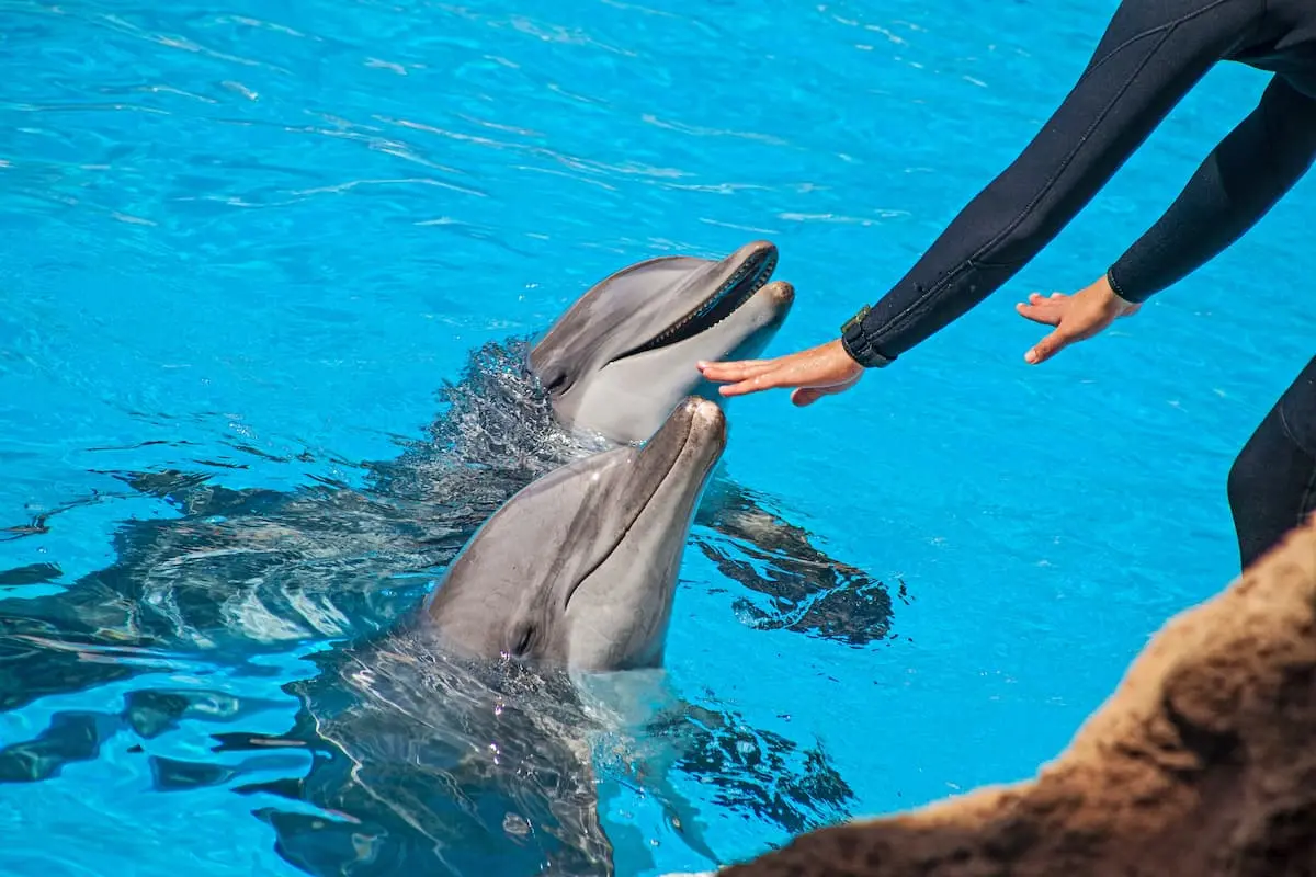 Sharm El Sheikh Dolphin Show – Fun & Family Experience