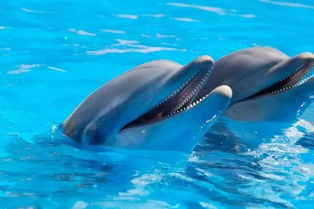 Dolphin Show Sharm