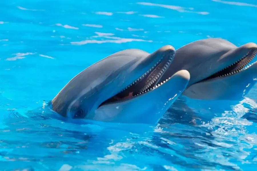 Sharm El Sheikh Dolphin Show – Fun & Family Experience