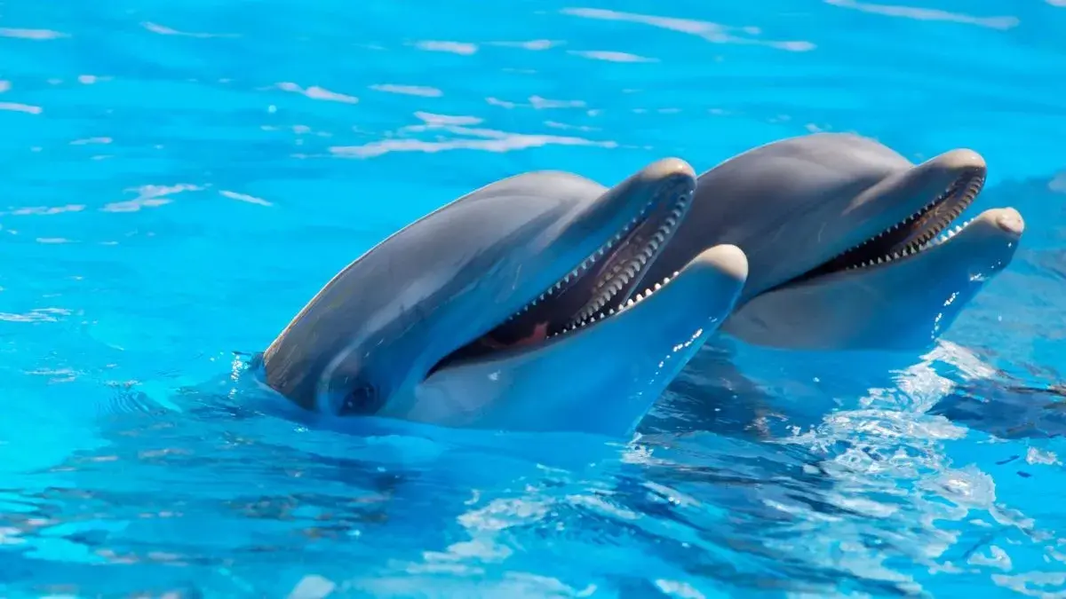 Sharm El Sheikh Dolphin Show – Fun & Family Experience