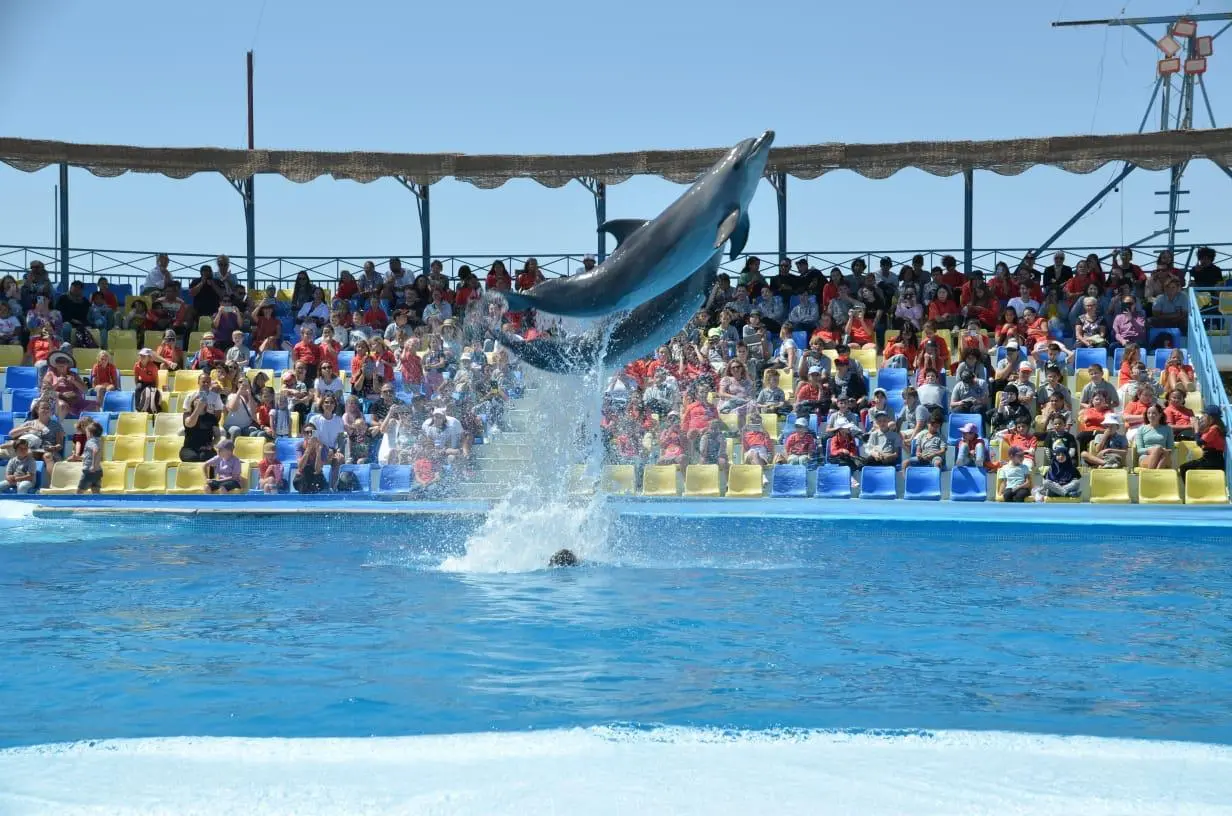 Sharm El Sheikh Dolphin Show – Fun & Family Experience
